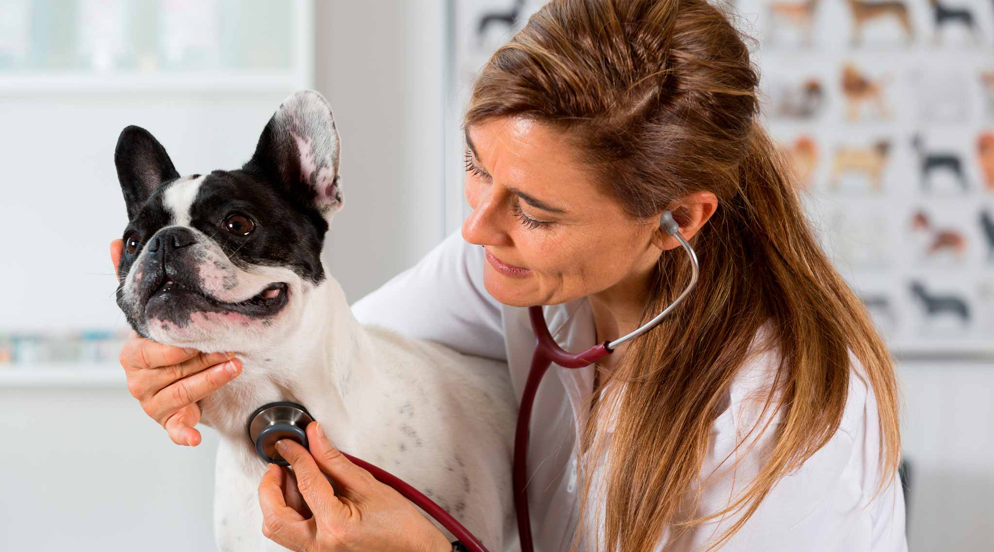 Vet checking a dog with a stethoscope.